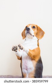 Cute Young Beagle Dog Say Hi And Give Hand