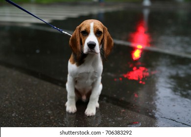 Cute young beagle soaked through by cold rain, sit on road and look straight to camera. Small dog at walk, bad autumn weather, water on asphalt
