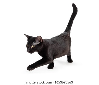 Cute Young Black Cat Walking Forward On White