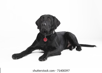 Cute Young Black Dog With Collar And Dog Tag Lying