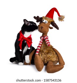 Cute Young Black And White Cat, Sitting Beside And Kissing Toy Reindeer. Wearing Red Velvet Bow Tie Around Neck. Isolated On White Background.