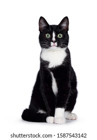 Cute young black and white cat, sitting up. Looking straight to camera with green eyes. Isolated on white background. Tail around body.