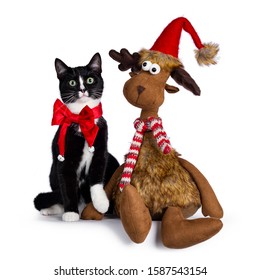 Cute Young Black And White Cat, Sitting Beside And Holding Hands With Toy Reindeer. Wearing Red Velvet Bow Tie Around Neck. Isolated On White Background.