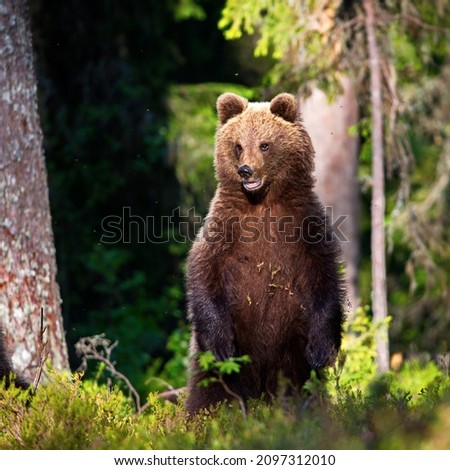 Similar – Brown Bear portrait Safari