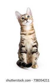 Cute young brown and black tabby kitten sitting on white looking up