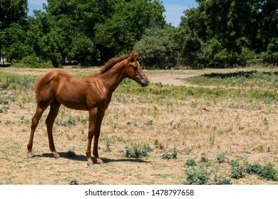 A Cute, Young, Brown Horse With A White Blaze, Or Star, On Its Forehead Standing Tall And Proud In A Dusty Ranch Meadow With Its Mane Standing Up Like A Mohawk As It Blows In The Wind.