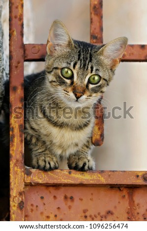 
Cute young brown tabby cat kitten is standing curiously on an old rusty iron door, Naxos, island of the Cyclades, Greece