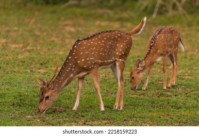 Cute Young Buck And Fawn Grazing