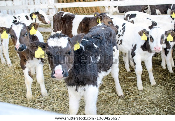 牧場のカウス小屋でかわいい子牛 酪農場の牛小屋の子牛 田舎の農場では ふくらはぎが藁でできた寝具の上に立つ 新生児牛 の写真素材 今すぐ編集