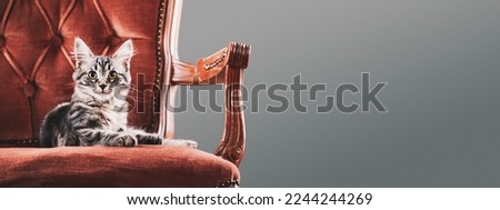 Cute young cat lying down on a luxury chair, pets lifestyle concept, banner with copy space