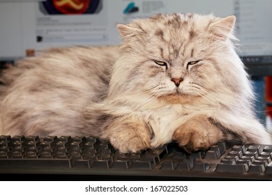 cute young cat lying on computer keyboard 