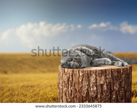 Cute young cat lying on wooden podium outdoor