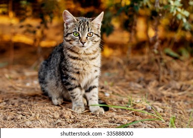 Cute Young Cat With Multi Colored Eyes (one Eye Is Yellow, Second Is Green) In Clump Of Bushes Under The Sunset Rays. Image With Selective Focus