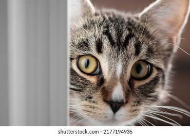 685 Cat behind door Images, Stock Photos & Vectors | Shutterstock