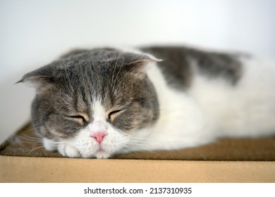 Cute Young Cat Sleeping On A Cardboard Box Behind The House Is A White Wall. Relaxed Atmosphere. Scottish Fold Cat, Focus On Face While Sleeping, Straight View.