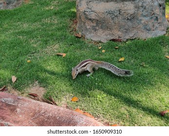 Cute Young Chipmunk Sitting In The Forest