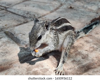 Cute Young Chipmunk Sitting In The Forest