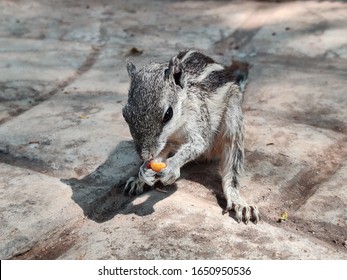 Cute Young Chipmunk Sitting In The Forest