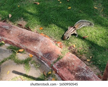 Cute Young Chipmunk Sitting In The Forest