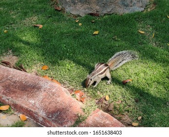 Cute Young Chipmunk Sitting In The Forest