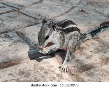 Cute Young Chipmunk Sitting In The Forest