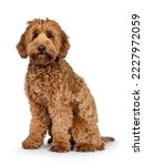 Cute young Cobberdog aka Labradoodle dog puppy. Sitting up side ways. Looking towards camera. isolated on a white background.