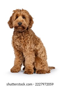 Cute young Cobberdog aka Labradoodle dog puppy. Sitting up side ways. Looking towards camera. isolated on a white background.