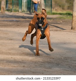 Cute Young Dog Boxer Front Running In The Sweet Morning Light With His Mistress Blurred In The Background.