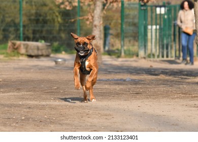 Cute Young Dog Boxer Front Running In The Sweet Morning Light With His Mistress Blurred In The Background.