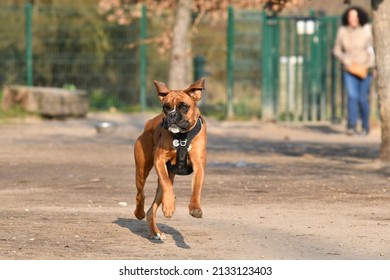 Cute Young Dog Boxer Front Running In The Sweet Morning Light With His Mistress Blurred In The Background.