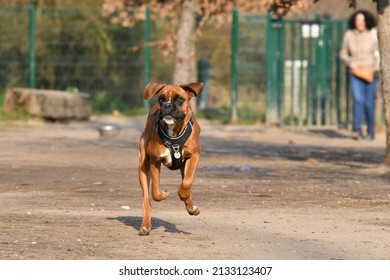 Cute Young Dog Boxer Front Running In The Sweet Morning Light With His Mistress Blurred In The Background.