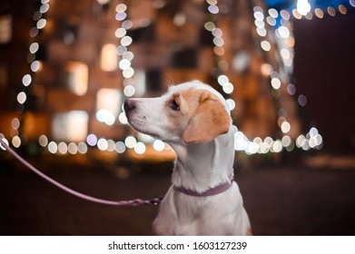 Decoris Natale.Natale Decori Images Stock Photos Vectors Shutterstock