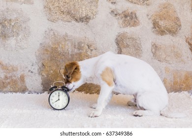 cute young dog sitting on a white blanket and looking at the alarm clock. Eight 8 am. Stone background