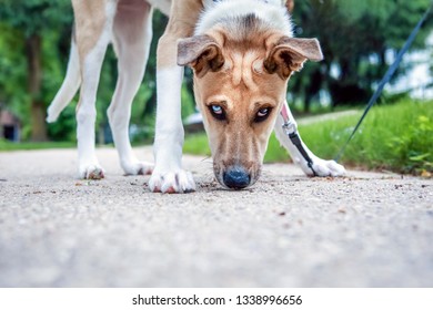 Cute young dog sniffing the sidewalk looking at the camera - Powered by Shutterstock