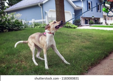 Dog Biting Leash Images Stock Photos Vectors Shutterstock