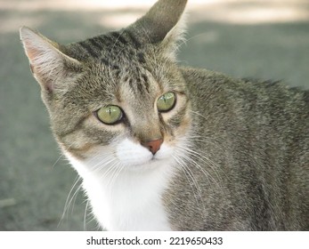 Cute Young Domestic Cat's Portrait, Green Eyes, Outdoors