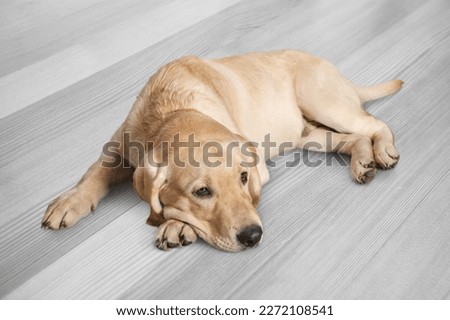 Cute young domestic dog pet