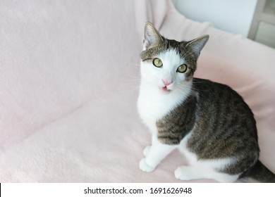 Cute young domestic tabby cat meowing with open mouth, sitting on pink couch, looking at camera. Selective focus, copy space