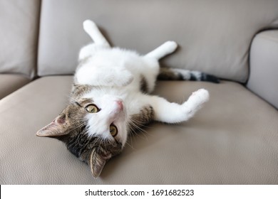 Cute young domestic tabby cat resting on leather couch after playing, looking sleepy or tired. Close up, selective focus, copy space
