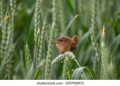 Cute Young Eurasian Wren, Troglodytidae 