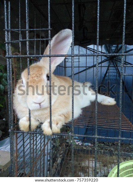 vertical rabbit cage