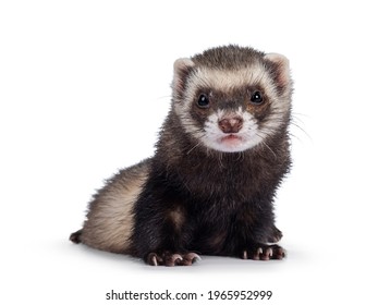 Cute Young Ferret Sitting Facing Front Stock Photo 1965952999 ...