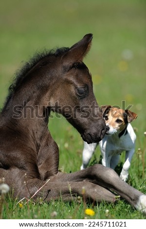Similar – Image, Stock Photo Cute and curious horse
