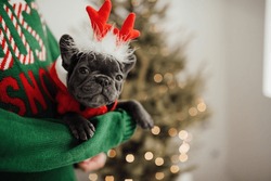 Cute Young French Bulldog Puppy With Blue Eyes Spending Time On Hands With Owner At Home Holiday Christmas Setting. Happy Stylish Pet Doggy Dressed Xmas Clothing Celebrating New Year Winter Vacations
