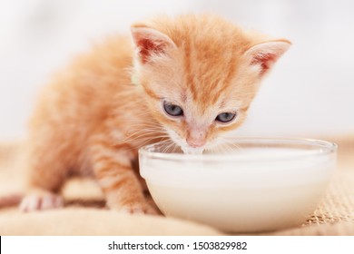 Bilder Stockfotos Und Vektorgrafiken Katze Mit Napf
