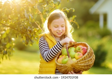 Cute Young Girl Harvesting Apples In Apple Tree Orchard In Summer Day. Child Picking Fruits In A Garden. Fresh Healthy Food For Kids. Family Nutrition In Summer.