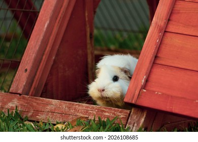 Cute young guinea pig looking outside - Shutterstock ID 2026108685