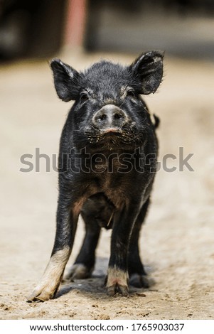 Similar – Foto Bild Flaschengefütterte Ferkel