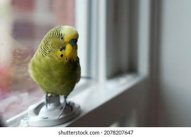 Cute Young Happy Green Yellow Factor Budgie Parakeet Perched By The Window 