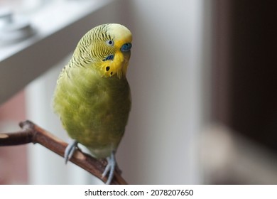 Cute Young Happy Green Yellow Factor Budgie Parakeet Perched By The Window 